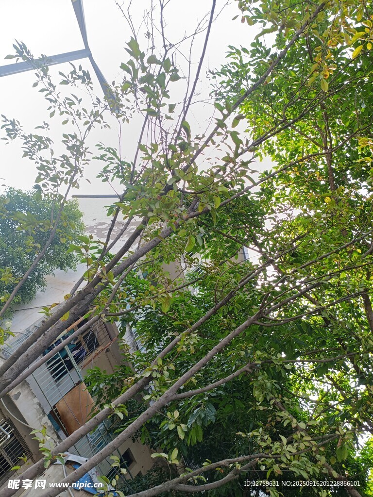 庭院绿树成荫景致
