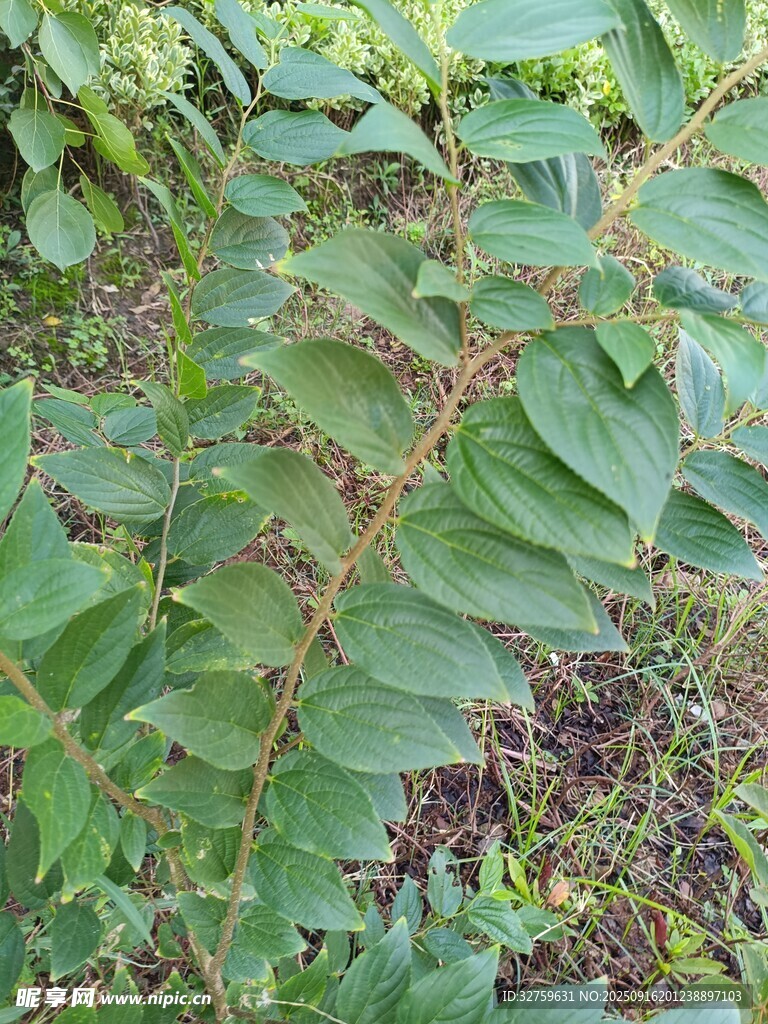翠绿蕨类植物叶片特写