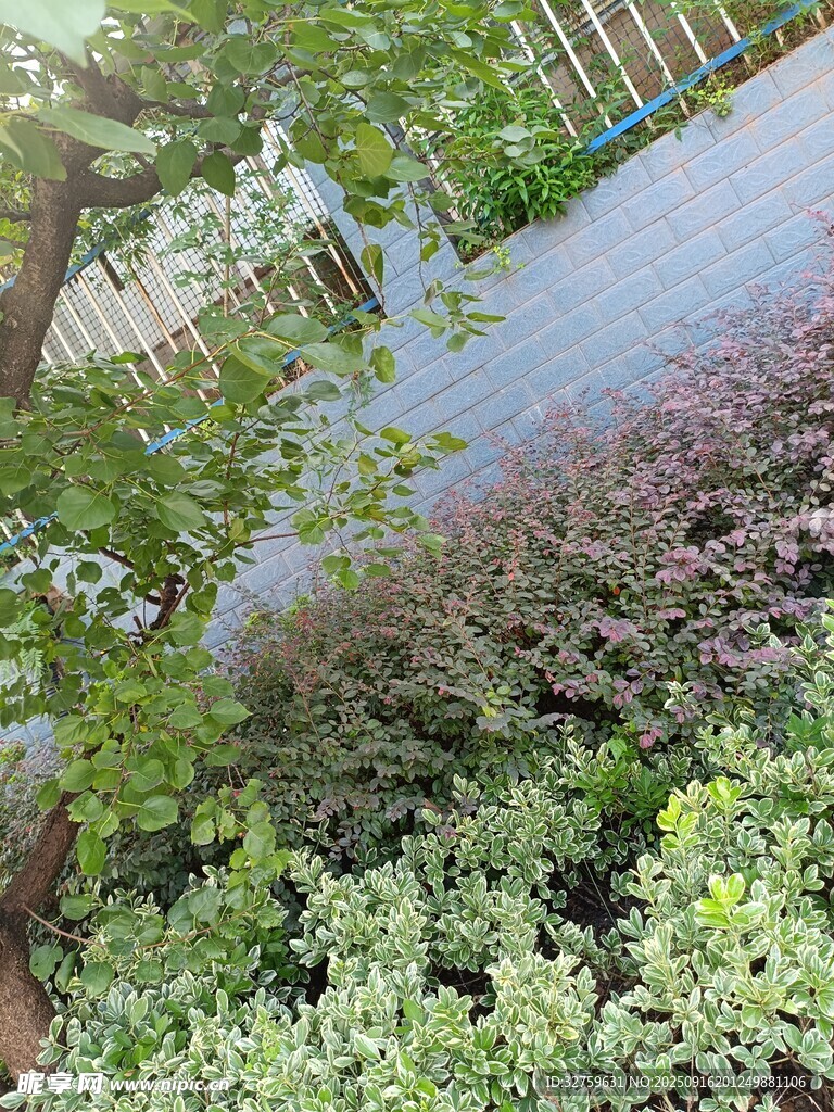 路边繁茂绿植景观