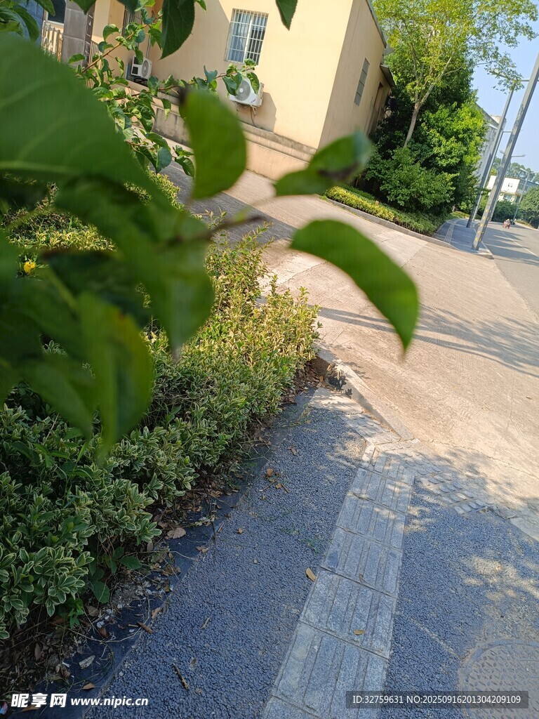 路边绿植景观