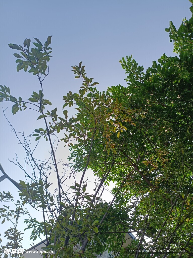 仰视葱郁树木与蓝天