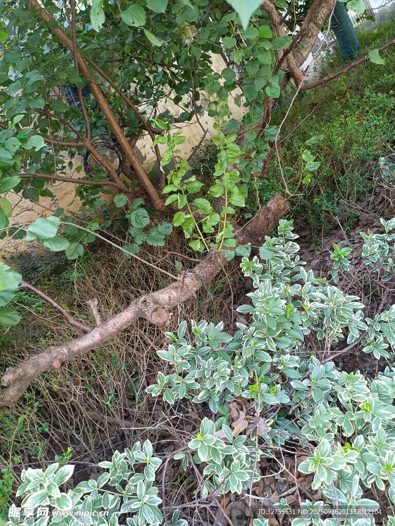 林间倒下的树木与绿植