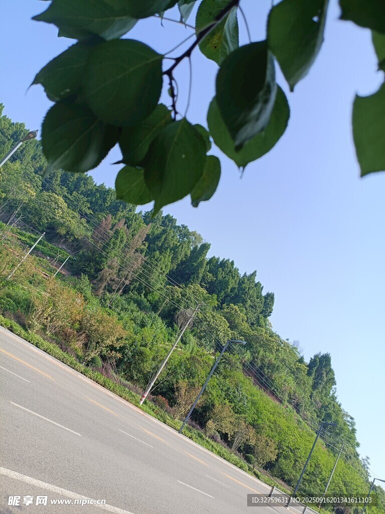 公路旁绿意盎然的景致