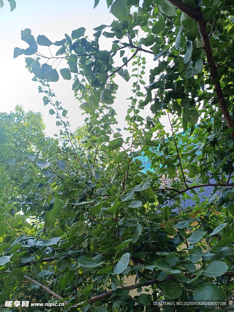 繁茂绿叶的清新自然景象