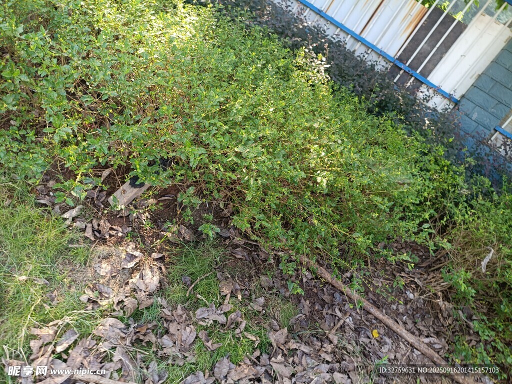 户外丛生绿植景象
