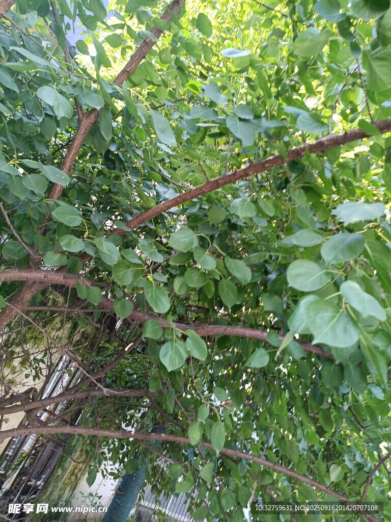 繁茂枝叶下的自然景致