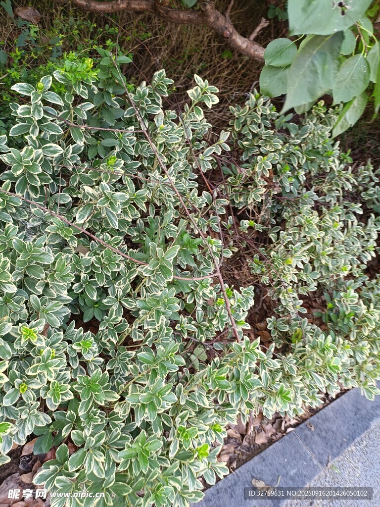 茂盛的绿色植物