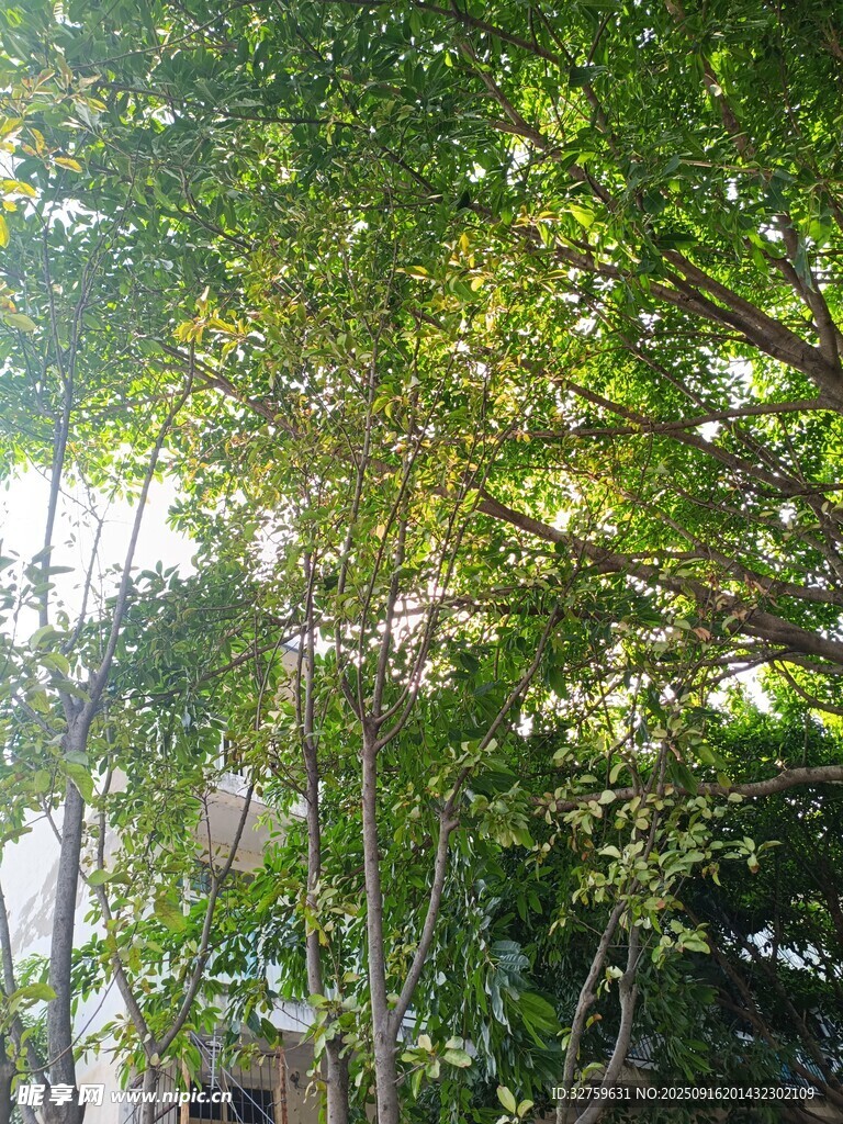 阳光透过繁茂树叶的景致