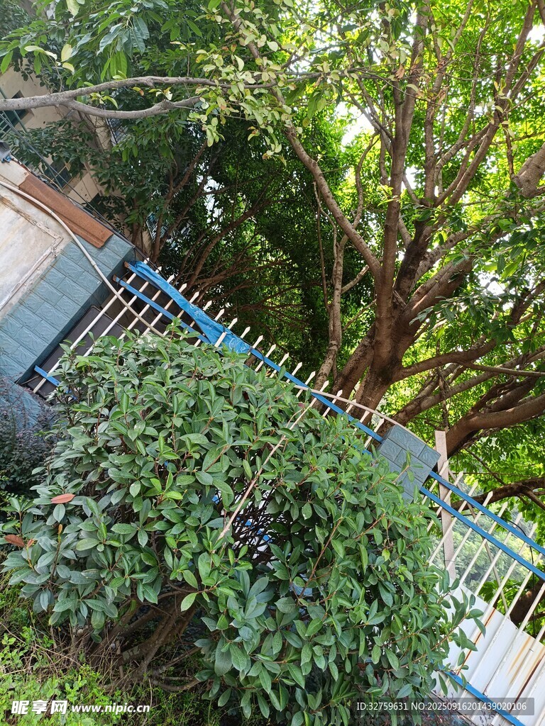庭院绿植景观