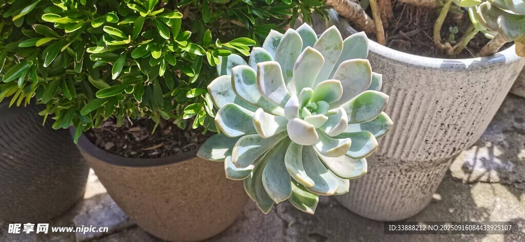 多肉植物盆栽特写