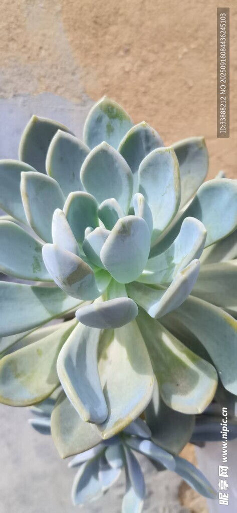 清新多肉植物特写