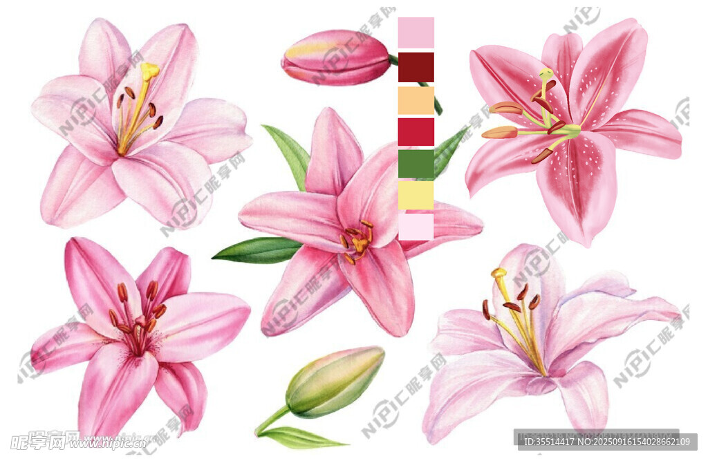 手绘粉色百合花插画素材