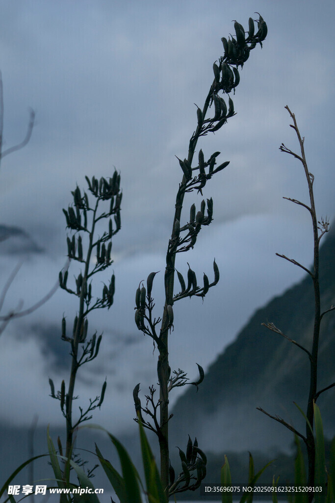 山间雾中挺立的植物