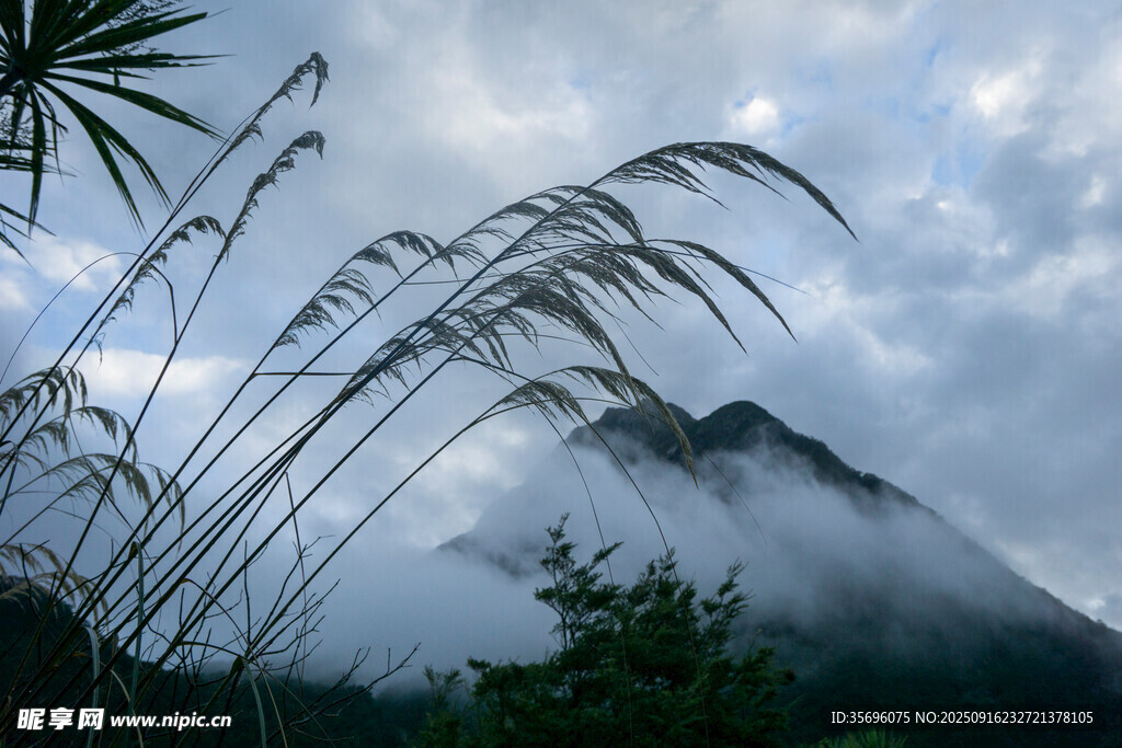 山间芦苇与云雾美景