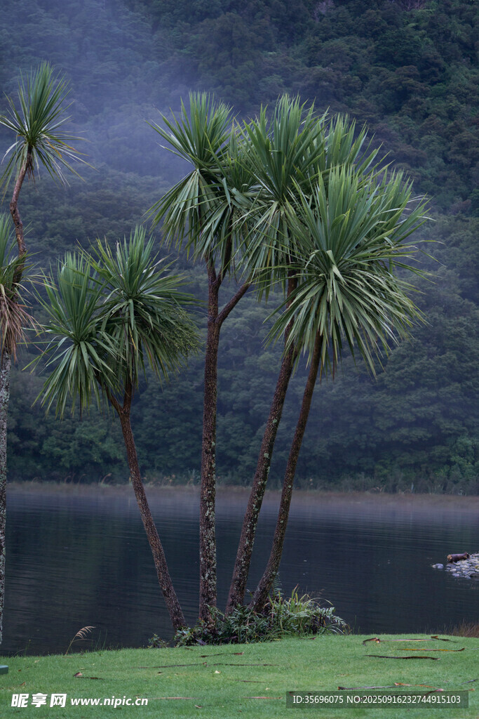 湖畔棕榈树的静谧景致