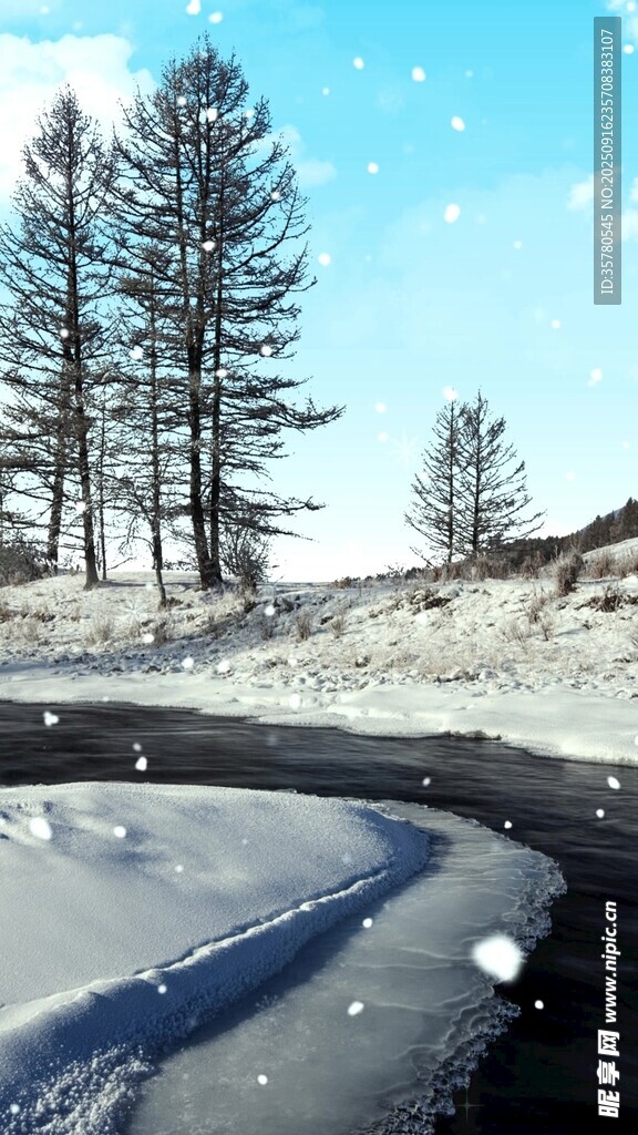 冬日雪路旁的挺拔树木