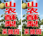 山农酥梨采摘园