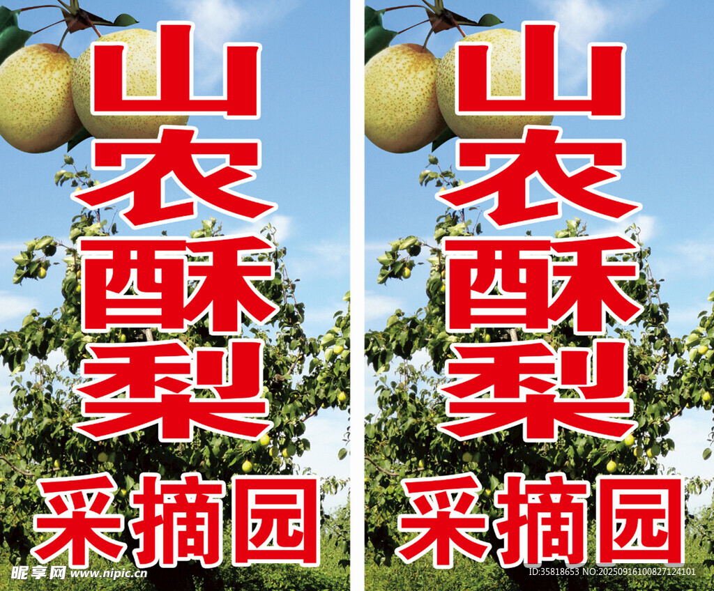 山农酥梨采摘园