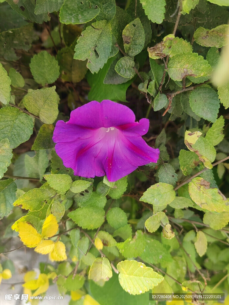 紫色牵牛花绽于绿叶间