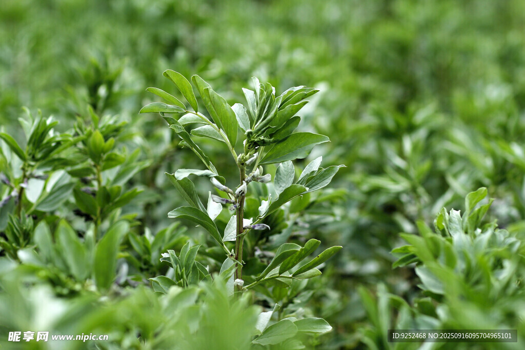  蚕豆花