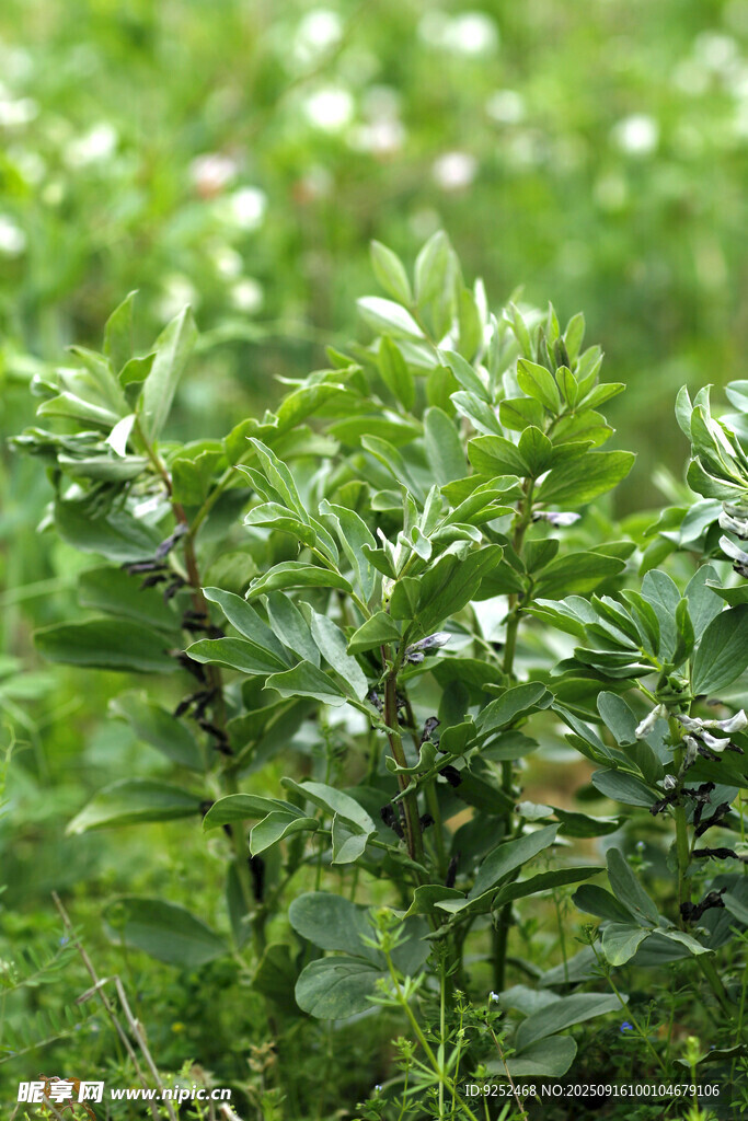 蚕豆花 