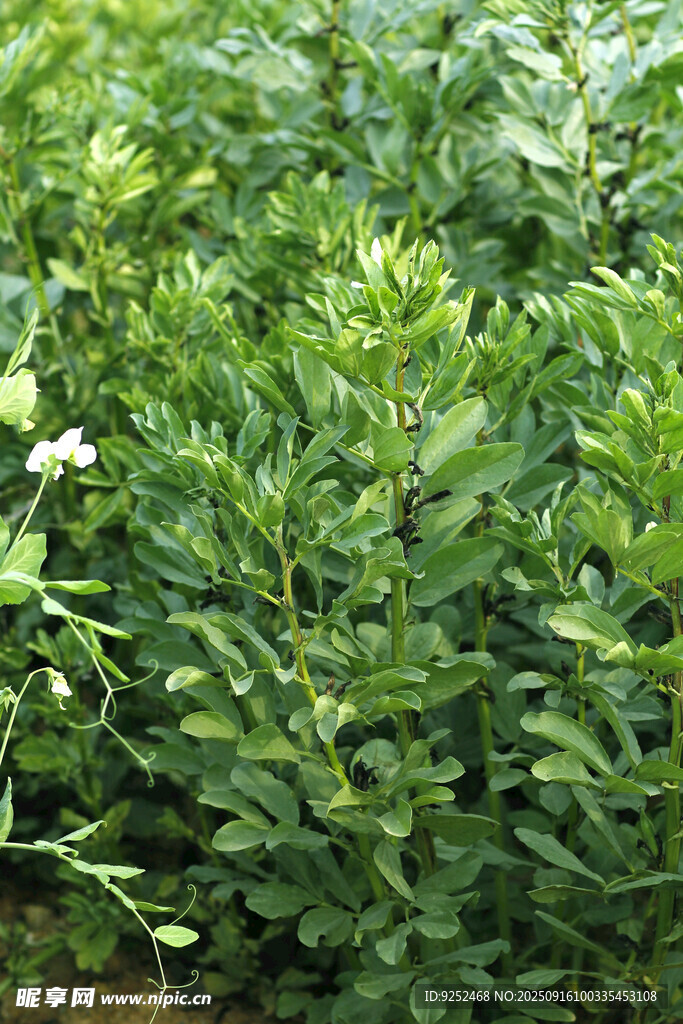 蚕豆花 