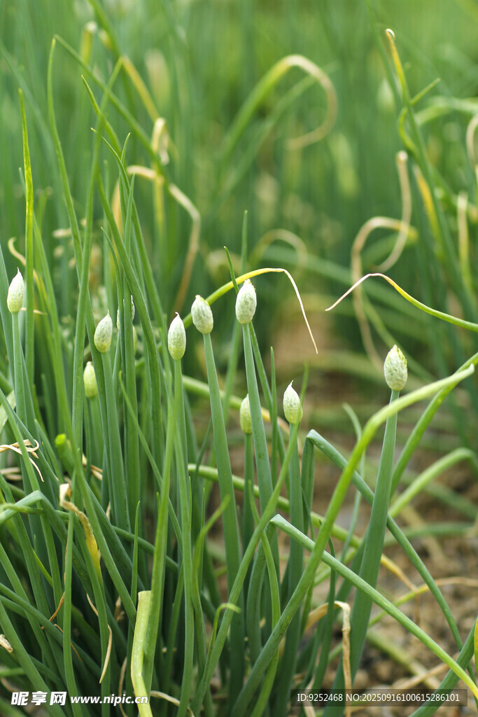 葱 白花