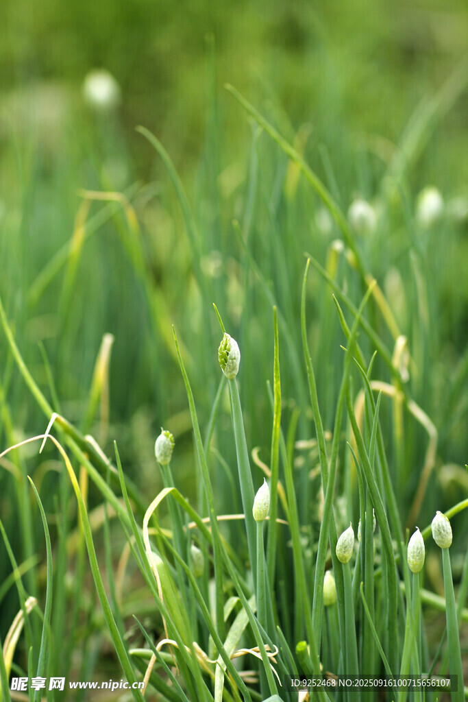  菜地
