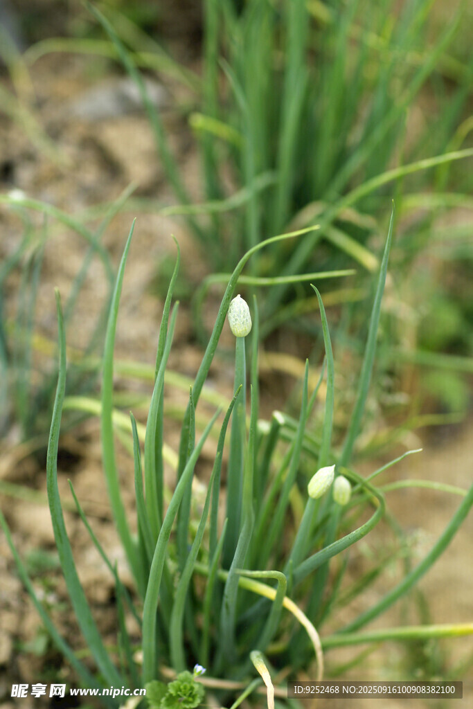 葱 白花