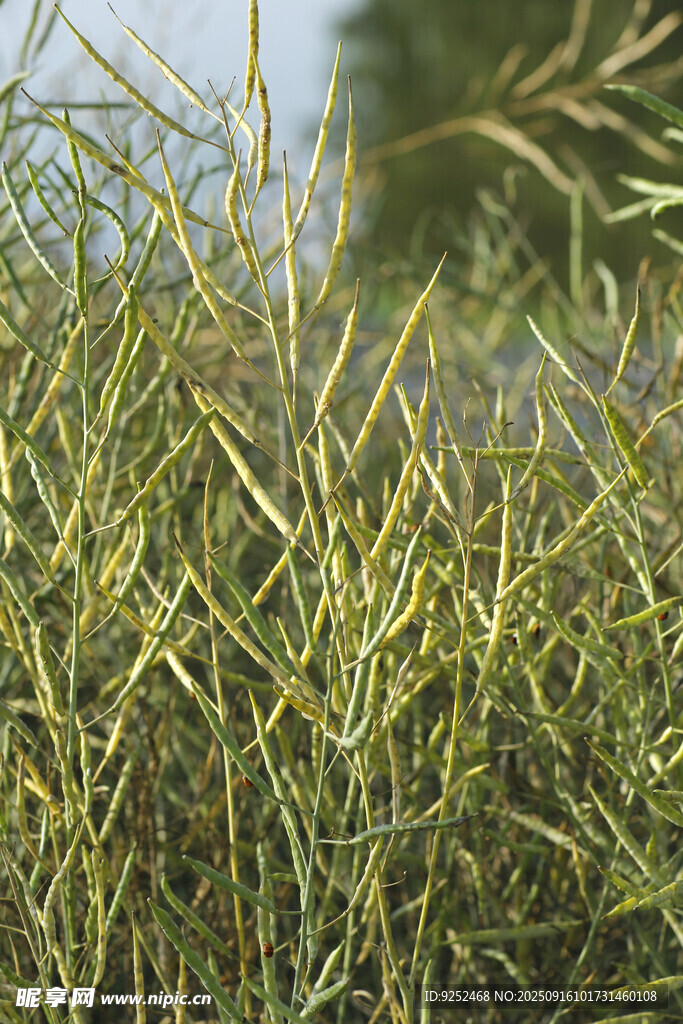 成熟的油菜籽