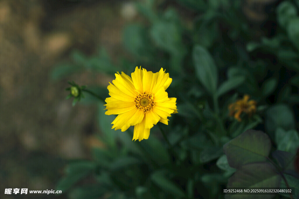  黄色小花