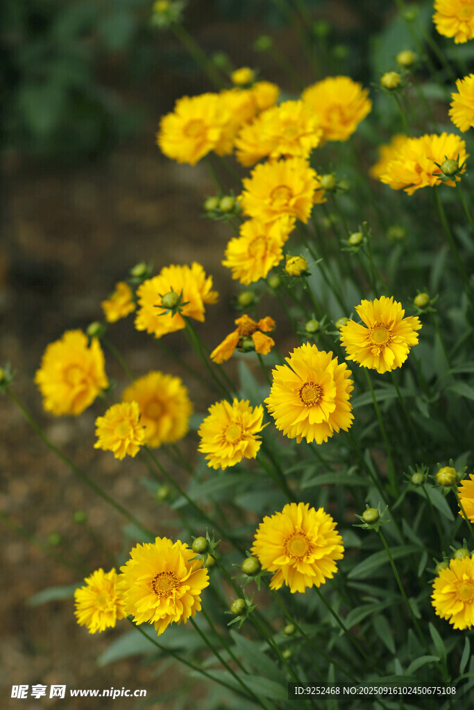 金盏菊 