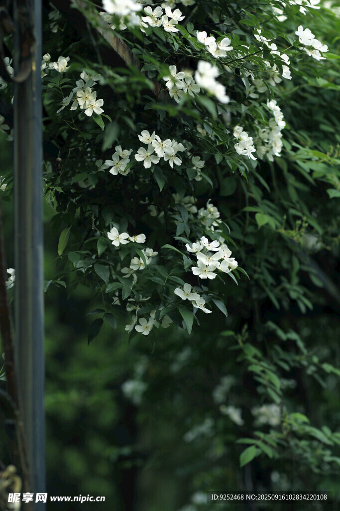 野蔷薇花 