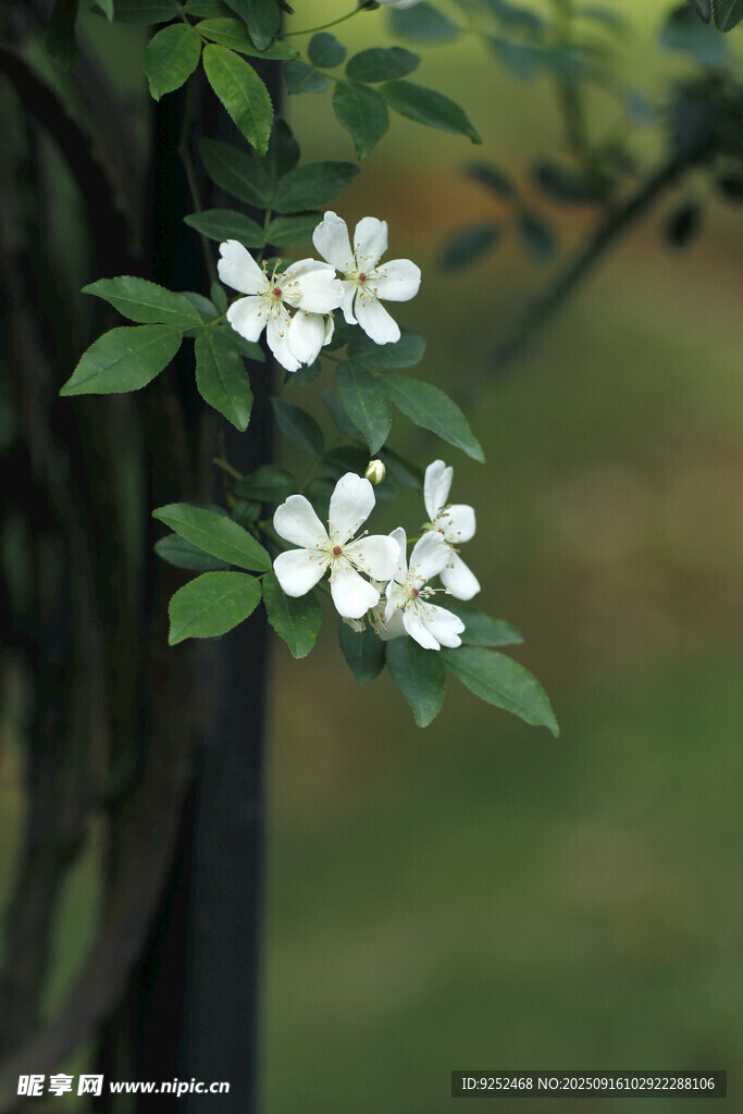 野蔷薇 