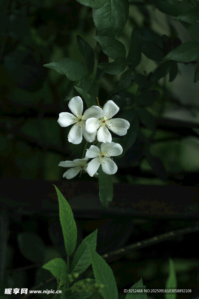 野蔷薇花
