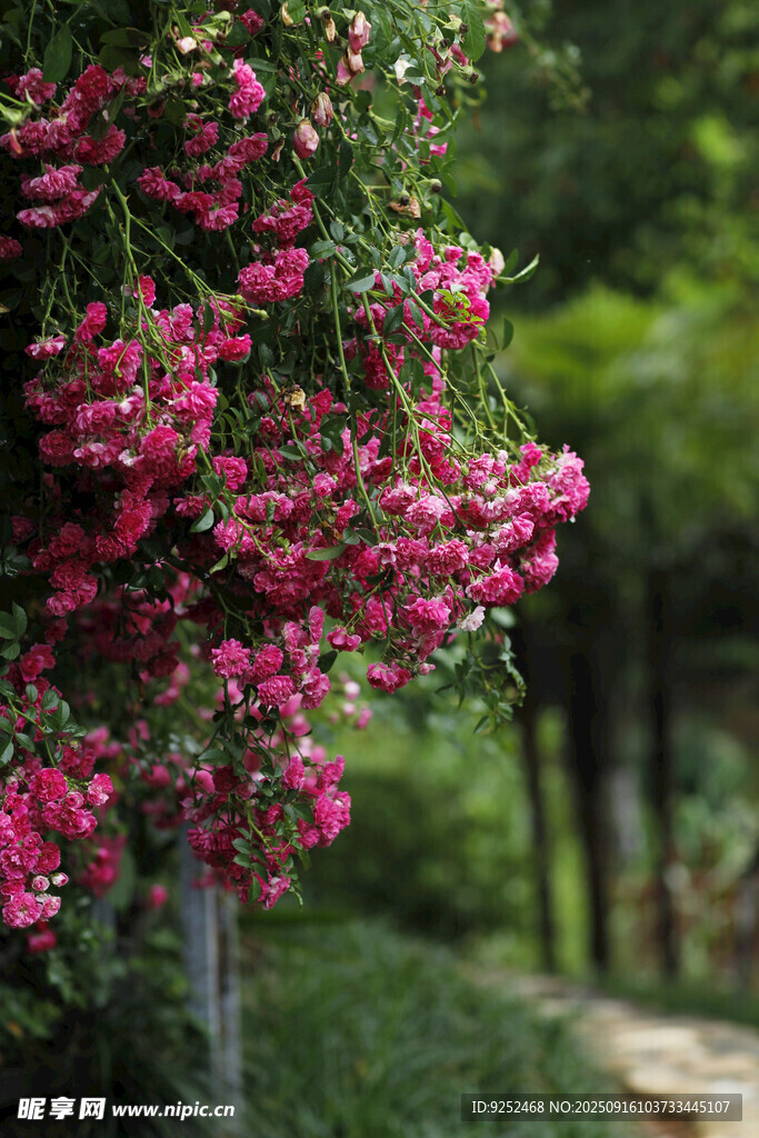粉色花朵 景观