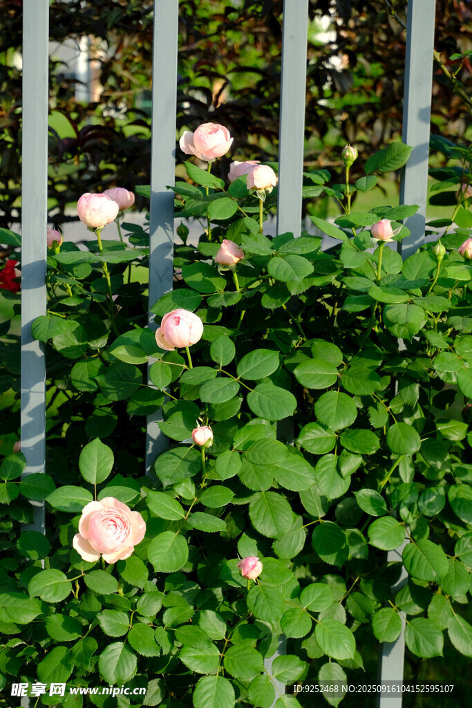 月季花