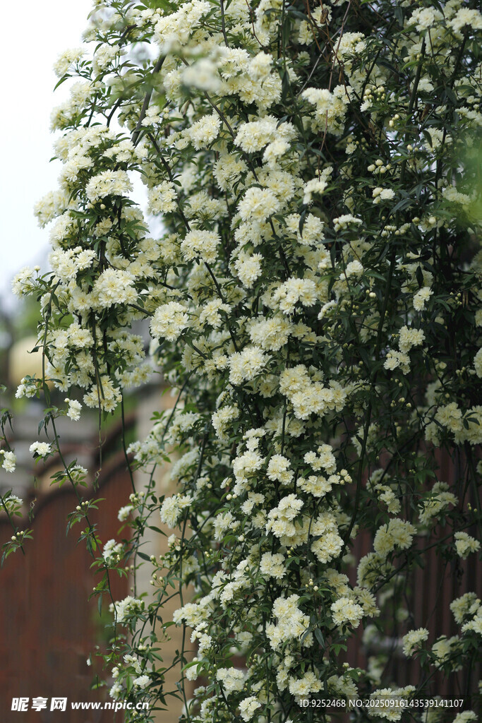 木香花