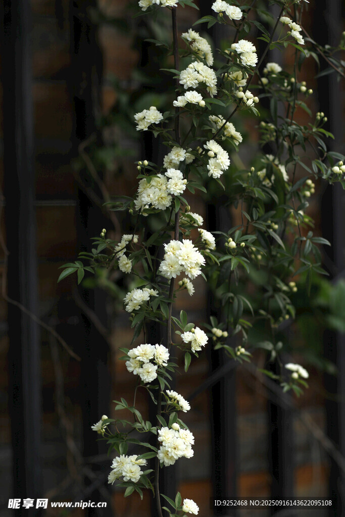 小白花
