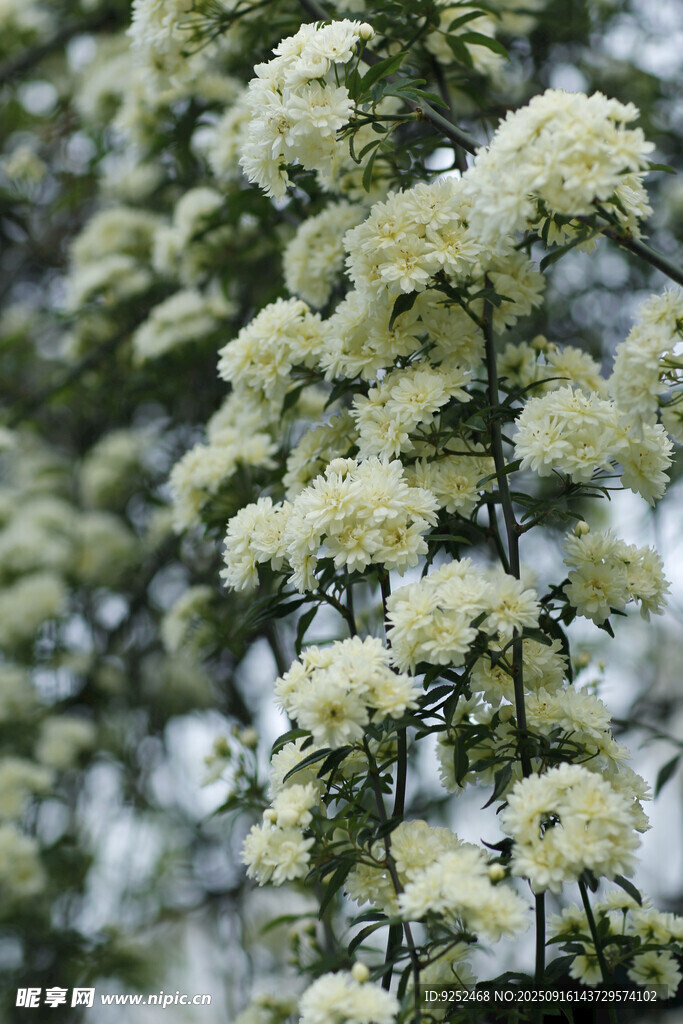 白花 花枝