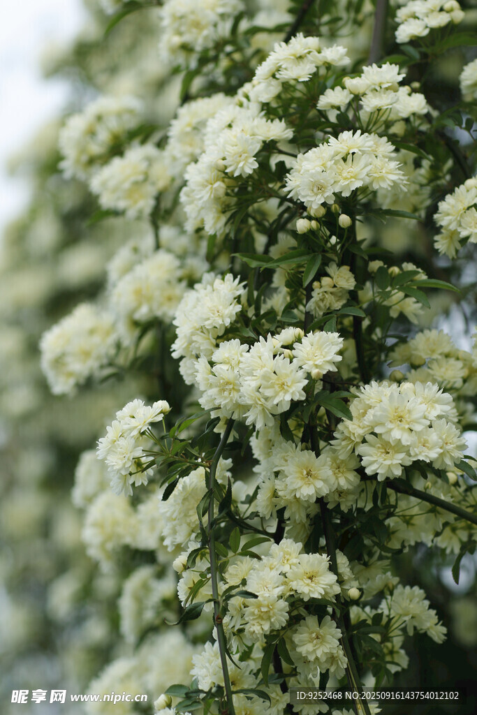 白花