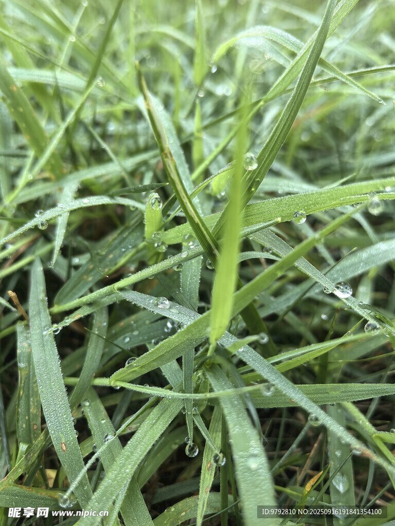 嫩绿青草生机盎然