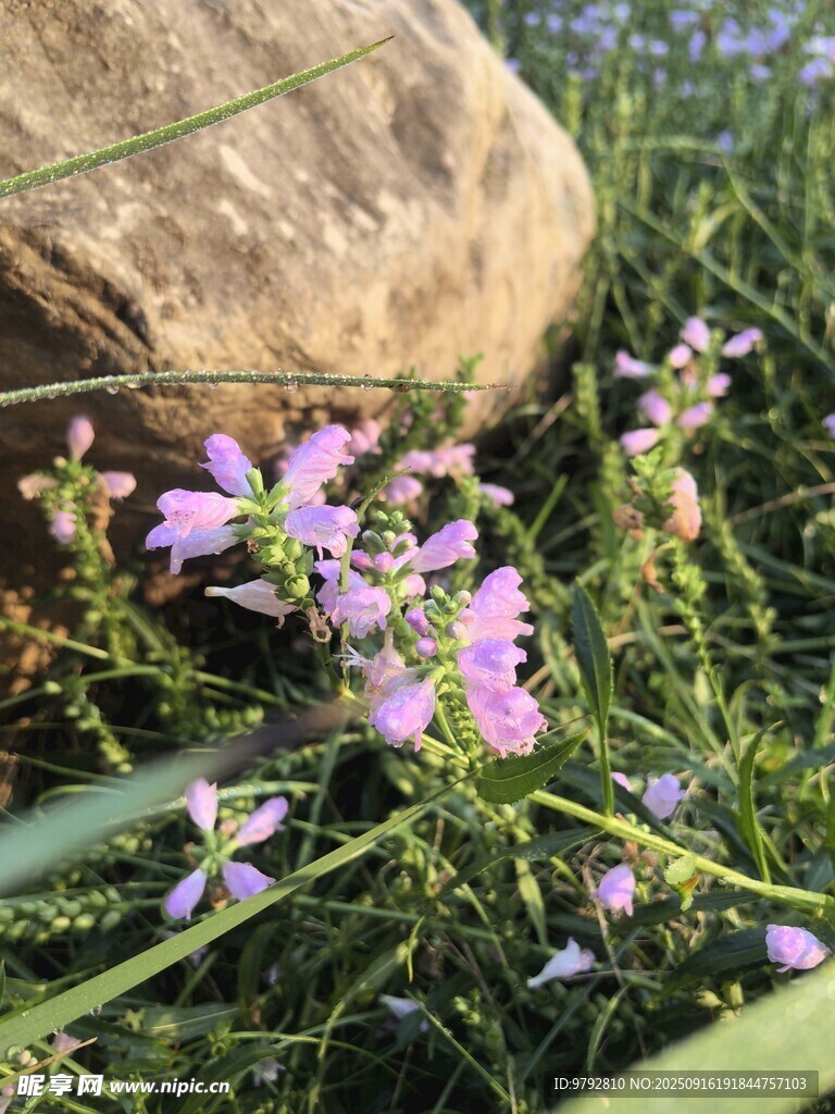 草丛中的紫色小花