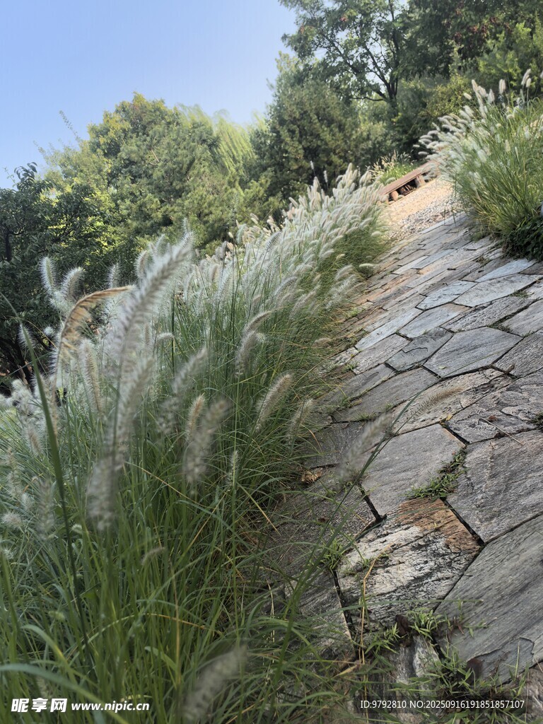 石径旁的繁茂绿植景观