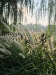 夕阳下的芦苇与垂柳美景