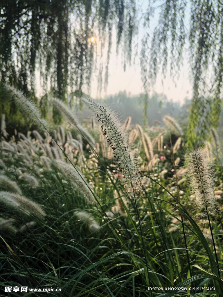 夕阳下的芦苇与垂柳美景