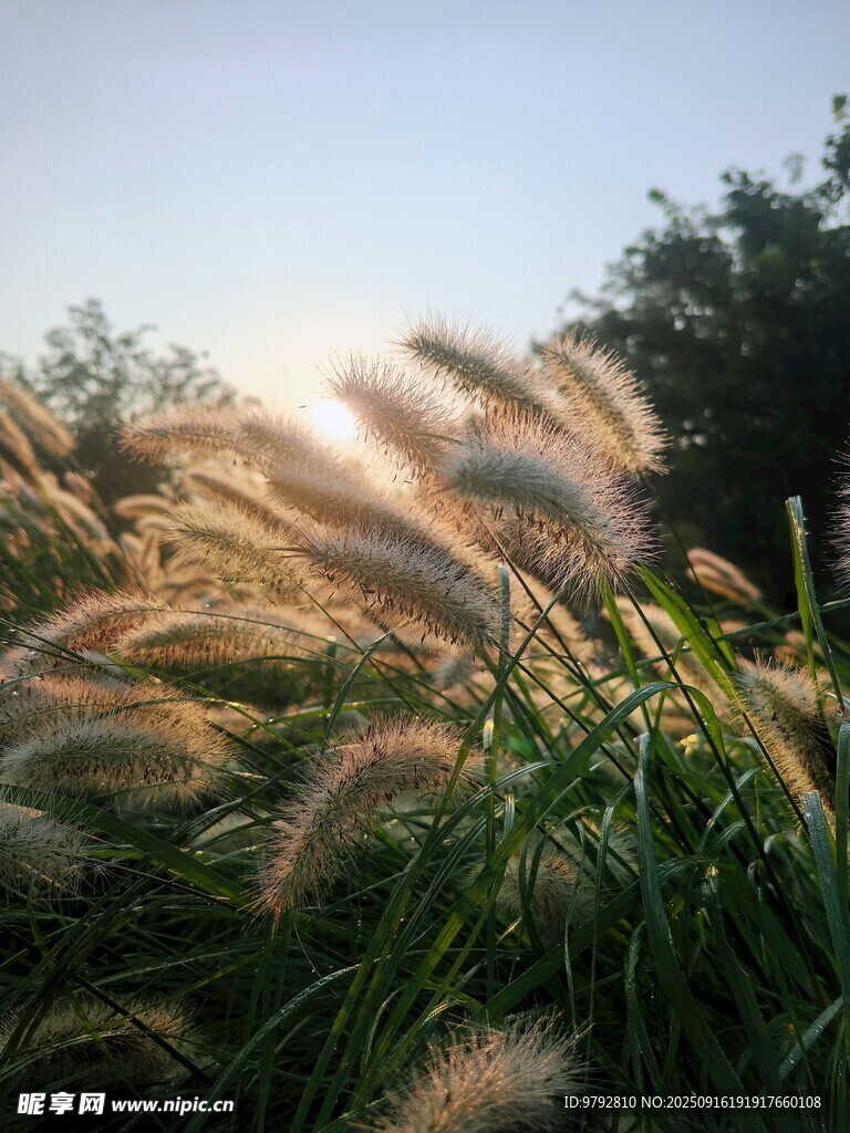夕阳下的摇曳蒲苇