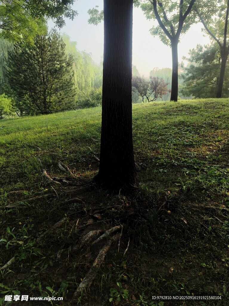 林间草地  静谧自然景致