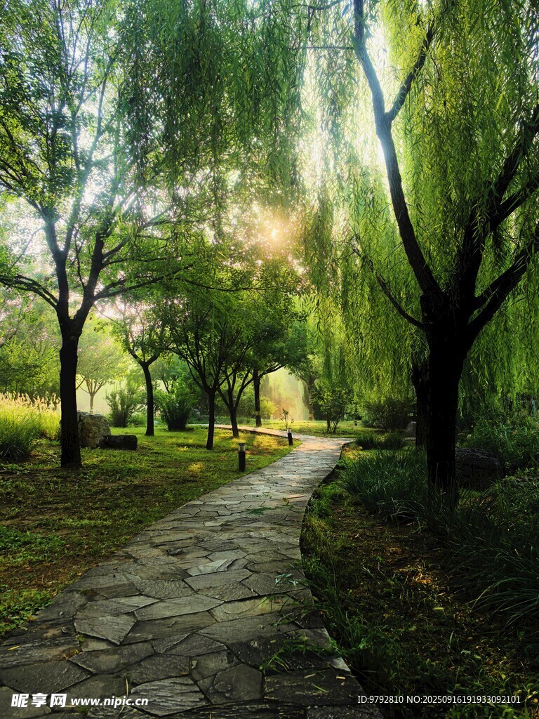 林间石径 垂柳相伴美景