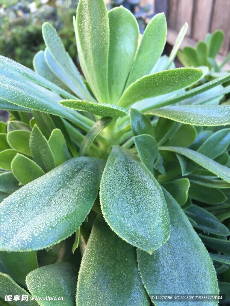 翠绿多肉植物特写
